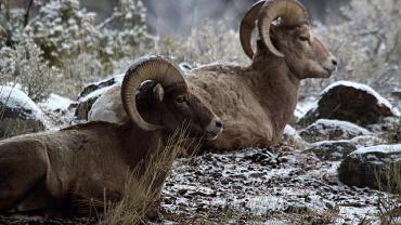Conservation, wild sheep, bighorn sheep, Mahoney, Bozeman