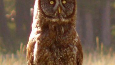 Great Grey Owl, Montana Raptors, 