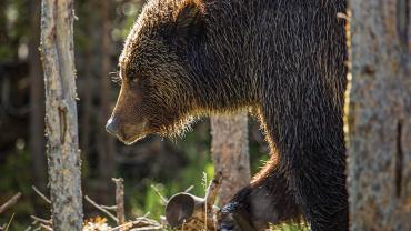grizzlies, yellowstone, wildlife, yellowstone park