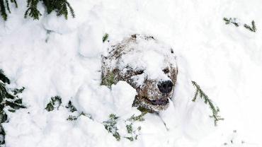 grizzly bear, winter, hibernation