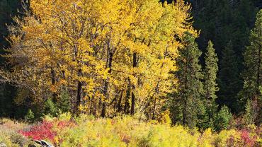 Nature Photography, Photography, Bozeman, Montana