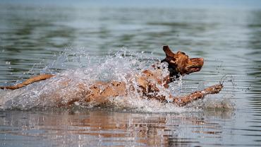 swimming dog pet hazards