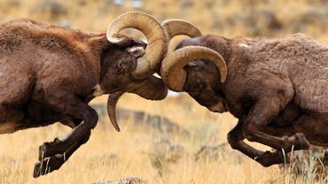 Bighorn Rams, ram, Bozeman