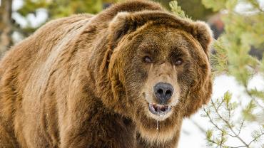 Grizzly Bear, Hunting with Grizzlies, Hunting Grizzly Country