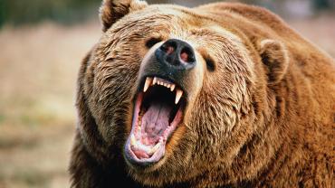 Grizzly Bears, Bear Attacks, Montana, Hunting, Todd Orr