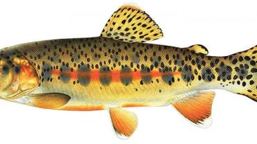 montana fish identification
