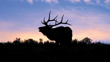 Second Rut, Elk Hunting, Southwest Montana