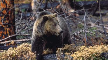 Grizzly Bear Delisting, Hunting Girzzly Bears, Greater Yellowstone Coalition, Montana Wildlife Federation