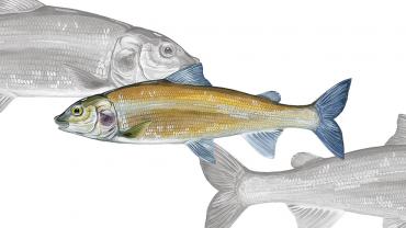 whitefish fish species sustainability drawing illustration 
