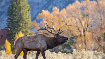 Elk Rut, Mammoth Hot Springs, Bugling Elk, Gardiner, Montana