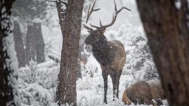elk, Hunting, Gallatin Canyon, Bozeman, Montana