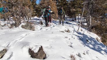 Winter Wildlife Tracking, Mountain Lions