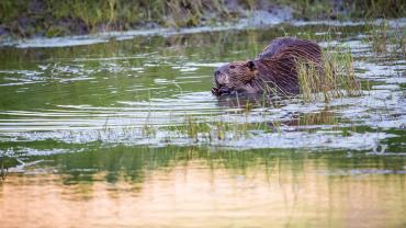 beaver montana bozeman 