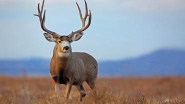 mule deer, hunting, species, Bozeman