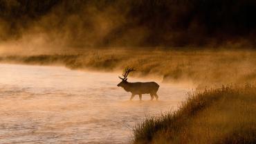 Elk, brucellosis, Fish, Wildlife & Parks