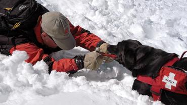 dogs, avalanche, ski patrol