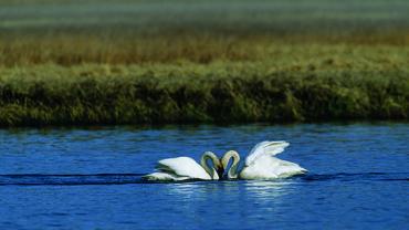 swans, wildlife