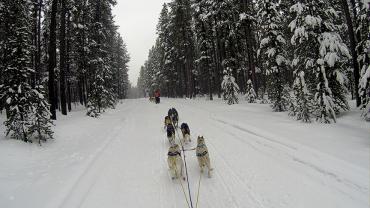 West Yellowstone dog sledding 