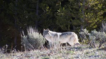 Yellowstone Wolf Genealogy