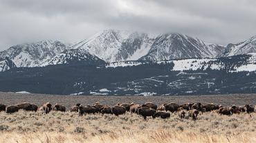 bison ranching, conservation, advocacy