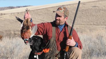 pheasant hunting bird dog