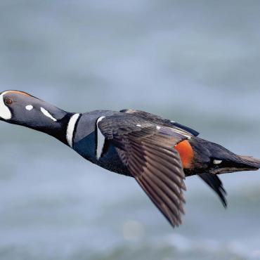 Harlequin Duck