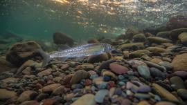 Whitefish