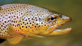brown trout, fish, fishing
