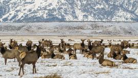 elk herd legislation politics