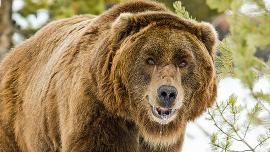 bears, grizzly, safety