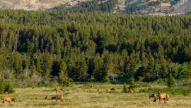 elk, fwp, hunting