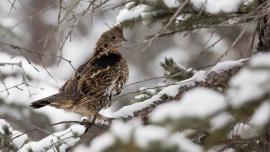 grouse hunting montana