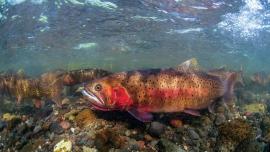 cutthroat conservation bozeman montana