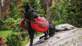 camping with pets tips and tricks