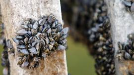 invasive species noxious weeds