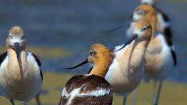 birds, harrison reservoir, audubon