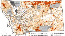 CWD, stalk hunting guide, chronic wasting disease, montana