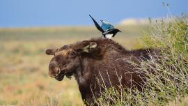 montana, conservation, wildlife, moose, bozeman