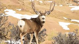 mule deer, stalk hunting guide, montana, muley