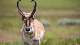 pronghorn, antelope, stalk hunting guide, montana