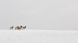 shoulder-season hunts