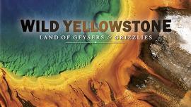 Wild Yellowstone: Land of Geysers & Grizzlies