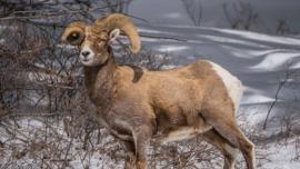 snailhorn bighorn sheep quake lake taylor hilgard