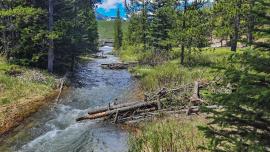 large woody debris trout stream restoration