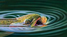 Brown trout rising to insect