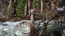 Man crossing raging river whitewater on log