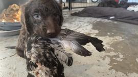 Bird Dog For Sale