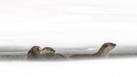 Otters in blizzard