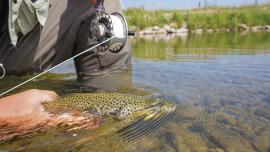 Releasing brown trout