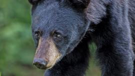 Black Bear